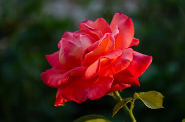 Red rose in the sun in the garden on a summer day. The beauty and diversity of flowers.