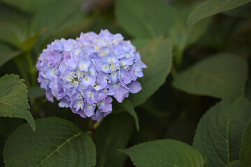 beautiful blue hydrangea flowers on a bush © Olga