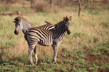 Fototapeta na wymiar Steppenzebra / Burchell's Zebra / Equus burchellii