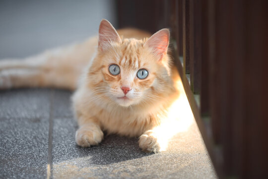 red fluffy cat with blue eyes