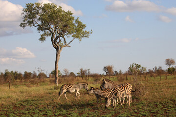 Steppenzebra / Burchell's Zebra / Equus burchellii