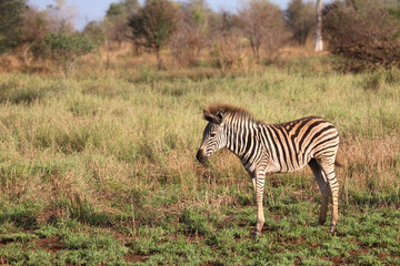 Obraz na płótnie Canvas Steppenzebra / Burchell's Zebra / Equus burchellii