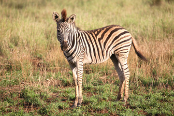 Steppenzebra / Burchell's Zebra / Equus burchellii