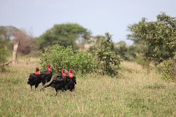 Kaffernhornrabe / Southern Ground Hornbill / Bucorvus leadbeateri.