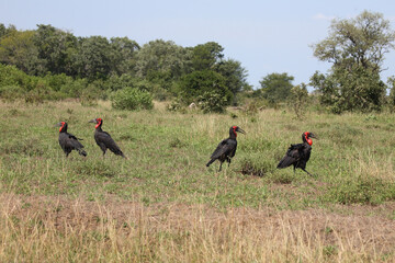 Kaffernhornrabe / Southern Ground Hornbill / Bucorvus leadbeateri. © Ludwig