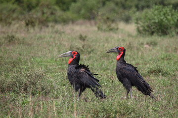 Kaffernhornrabe / Southern Ground Hornbill / Bucorvus leadbeateri.