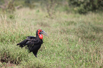 Kaffernhornrabe / Southern Ground Hornbill / Bucorvus leadbeateri.