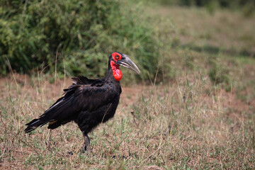 Kaffernhornrabe / Southern Ground Hornbill / Bucorvus leadbeateri.