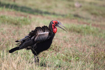Kaffernhornrabe / Southern Ground Hornbill / Bucorvus leadbeateri.