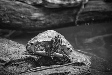 Yellow-cheeked jewel turtle on a rock on land basking. The turtle species is a popular pet