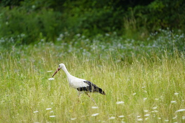 White Stork (Ciconia ciconia) is a large wading bird in the stork family Ciconiidae.