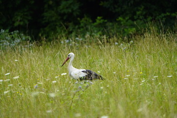 White Stork (Ciconia ciconia) is a large wading bird in the stork family Ciconiidae.