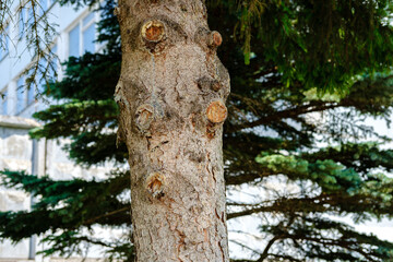 A spruce tree trunk with chopped branches and traces of resin, against the background of an old multi-storey building with windows behind a concrete fence.
