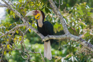  plain-pouched hornbill catch on the tree in Kao Yai National park, Thailand.