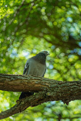 City bird pigeon resting on a tree branch.