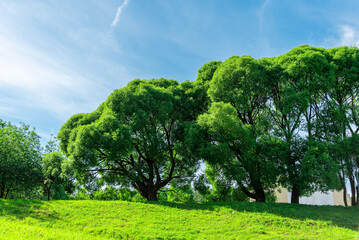 Fototapeta na wymiar A landscape of tall spreading willow trees on a green lawn.