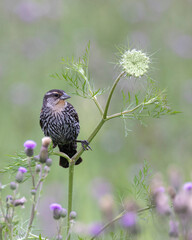 Immature male Red-winged Blackbird perched on a Wild Carrot stem