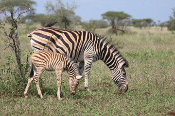 Steppenzebra / Burchell's Zebra / Equus burchellii