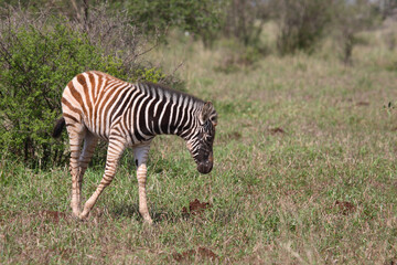 Steppenzebra / Burchell's Zebra / Equus burchellii