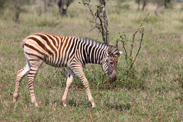 Steppenzebra / Burchell's Zebra / Equus burchellii