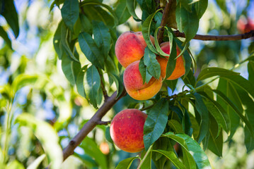 Ripe peaches fruits on a branch in orchard