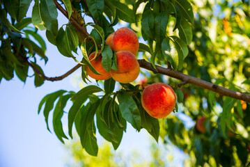 Ripe peaches fruits on a branch in orchard