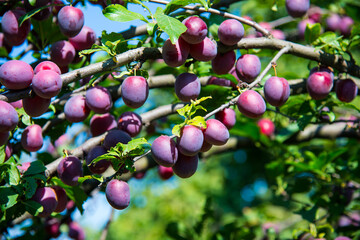 Ripe plums on the tree