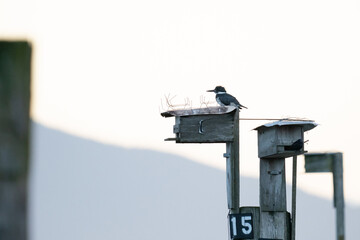 Side view of a belted kingfisher on a bird house