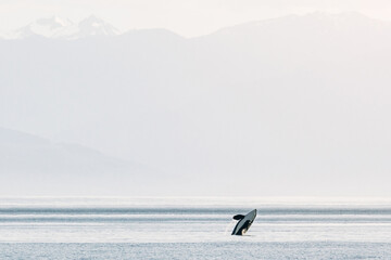 Orca L22, Spirit, breaching in front of the Olympic Mountains © Cavan