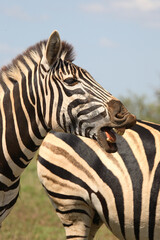 Fototapeta na wymiar Steppenzebra / Burchell's Zebra / Equus burchellii