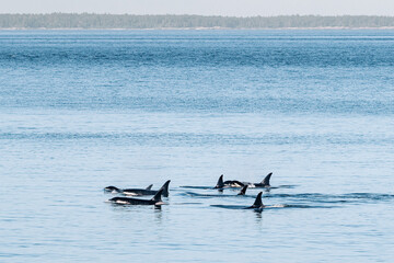 Killer Whales, J Pod, swimming together near the San Juan Islands © Cavan