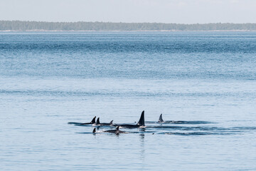 Endangered orcas, J Pod, in the Salish Sea © Cavan
