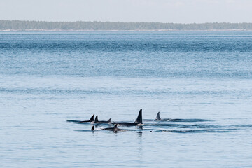Endangered orcas, J Pod, in the Salish Sea