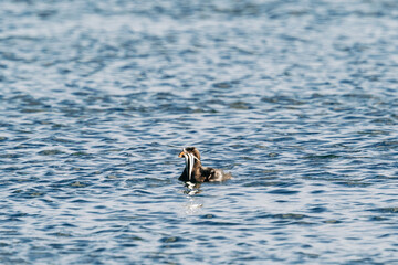 Side view of a rhinocerous auklet with a mouth full of sand lance