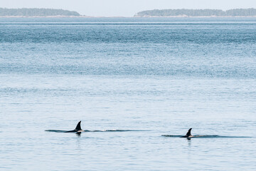 Endangered Southern Resident Killer Whales J37 and J46