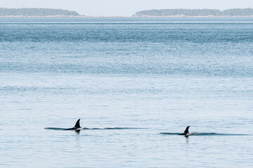 Fototapeta premium Endangered Southern Resident Killer Whales J37 and J46