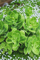 rosette succulent in outdoor garden