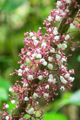 Beautiful view to small pink and white tree flower on green rainforest