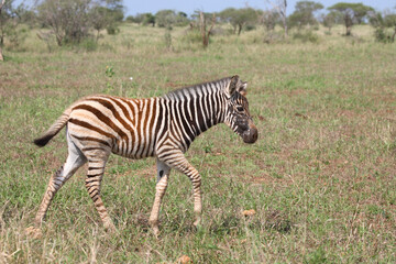 Steppenzebra / Burchell's Zebra / Equus burchellii