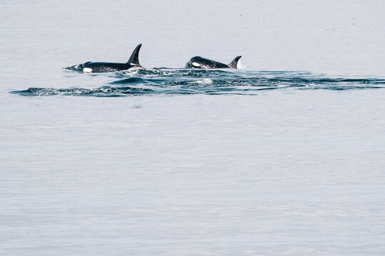 Two Of The Southern Resident Killer Whales In The Salish Sea