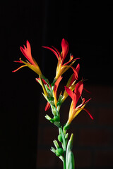 colorful and macro photography of plant with colorful leaves