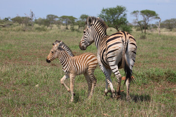 Steppenzebra / Burchell's Zebra / Equus burchellii
