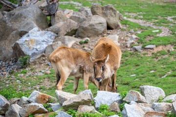 Group of Nile lechwe or Mrs Gray's lechwe (Kobus megaceros) is an endangered species of antelope found in swamps and grasslands in South Sudan and Ethiopia.