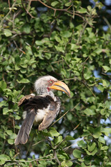 Südlicher Gelbschnabeltoko / Southern yellow-billed hornbill / Tockus leucomelas