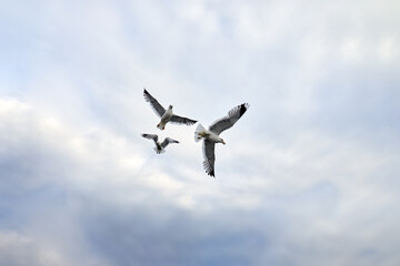 Big white gulls hovers in it against the background of storm clouds. Seagull spread its wings wide...