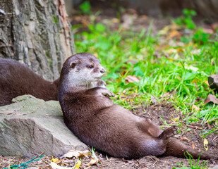 The otter (latin name Aonyx cinerea) relaxation on the ground.