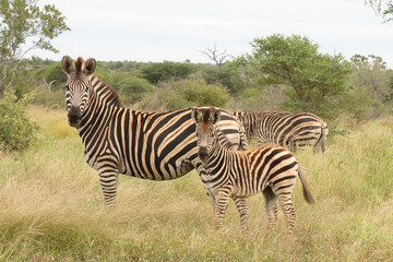 Fototapeta na wymiar Steppenzebra / Burchell's Zebra / Equus burchellii