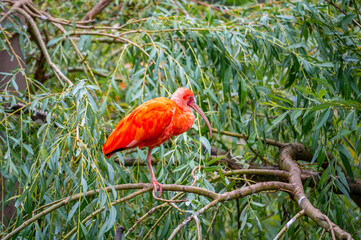 Eudocimus ruber on tree branch. Four bright red birds Scarlet Ibis.