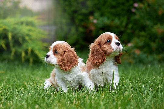 two puppies of breed cavalier king charles spaniel sit on a green lawn