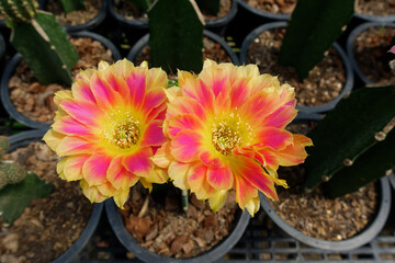 Cactus flowers blossom, Echinopsis 'Sunny' charming cactus with yellow and fuchsia orange in the...